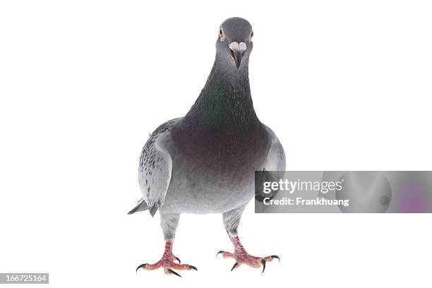 gray pigeon isolated on white - columbiformes stockfoto's en -beelden