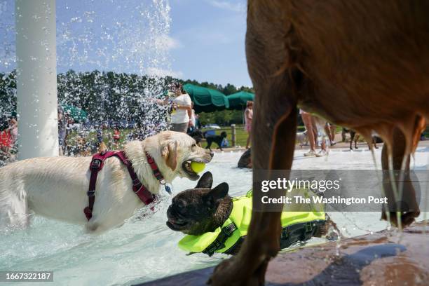 Dogs get the pool mostly to themselves for the annual Dog Daze event at the Water Mine Family Swimmin' Hole in Lake Fairfax Park on September 9 in...