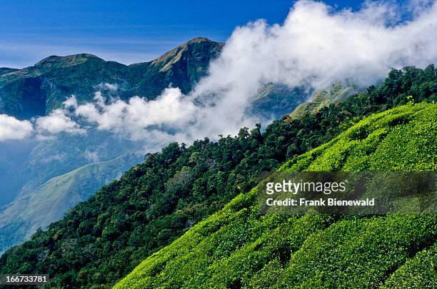 Tea-plantations stretching all over the Nilgiri Hills.