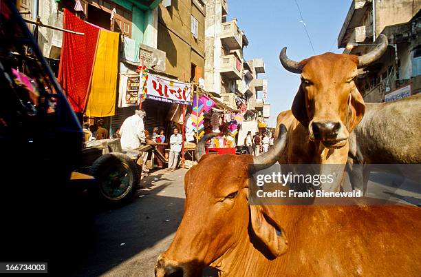 Cows share the street with vehicles and pedestrians in Ahmedabad. Holy cows are respected on the streets of India..