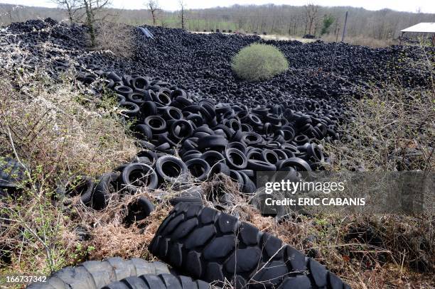 Picture taken on April 16, 2013 shows a tree among several thousands of tons of used tyres piled in an abandoned ten-hectare installation for...