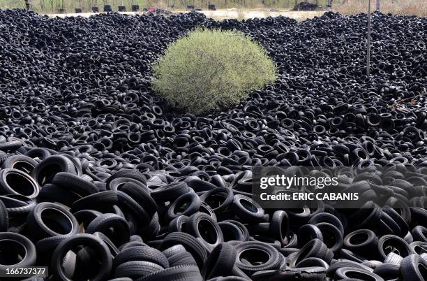 Picture taken on April 16, 2013 shows a tree among several thousands of tons of used tyres piled in an abandoned ten-hectare installation for...