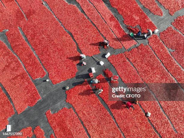 Farmers dry tomatoes in Bazhou, Xinjiang province, China, Sept 14, 2023.