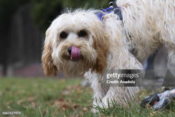 Dog licks its lips after drinking water as dogs, that are not adopted within one week, are euthanized in London, United Kingdom on September 13,...