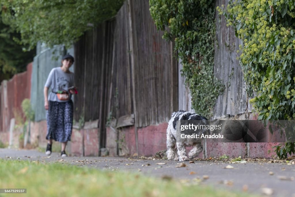 Seven-Day Rule: Unclaimed dogs face Euthanasia in UK