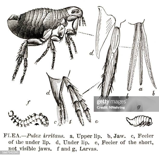 woodcut of human flea, pulex irritans - flea stock illustrations
