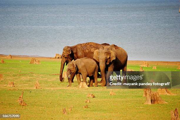 a family of asiatic elephants - fotografi ストックフォトと画像