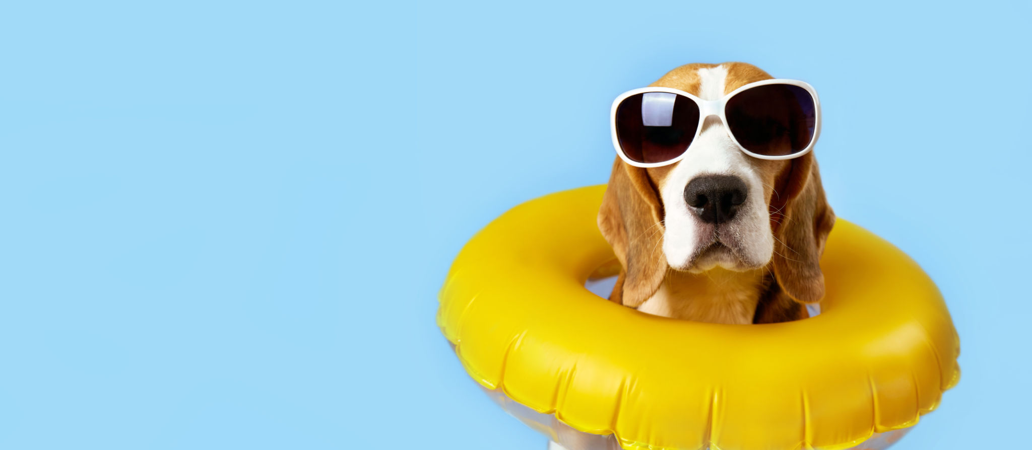 pet boarding summer
