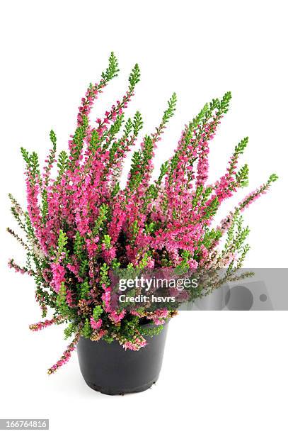 erica heather in flower pot - heather stockfoto's en -beelden