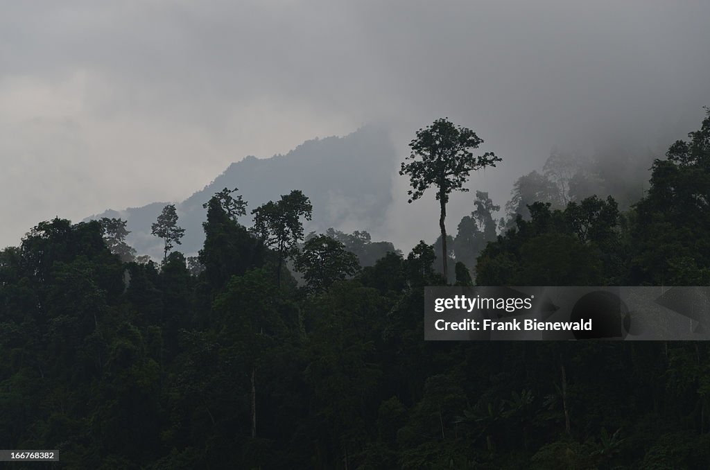 Incredible vegetation is found in the jungle near the...