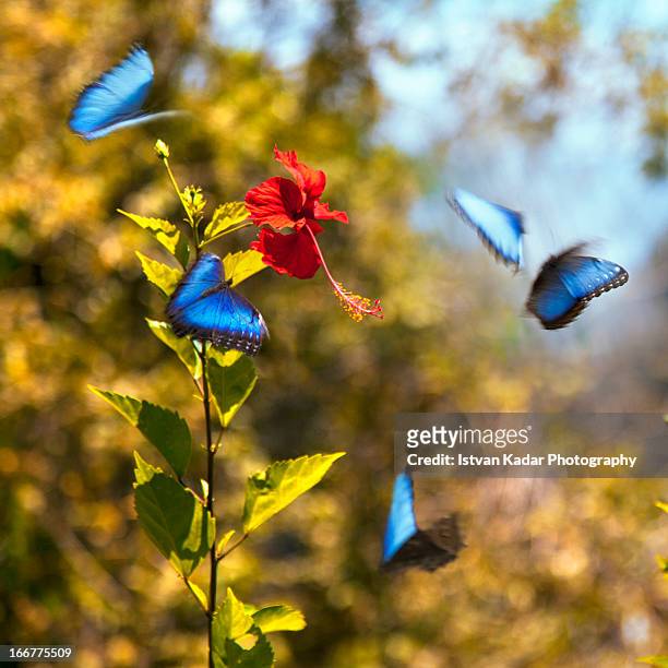 blue morpho butterflies dancing in the air - grupo pequeño de animales fotografías e imágenes de stock