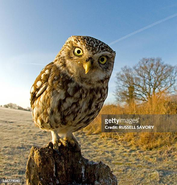 little owl on post - chelmsford stakes day stock pictures, royalty-free photos & images