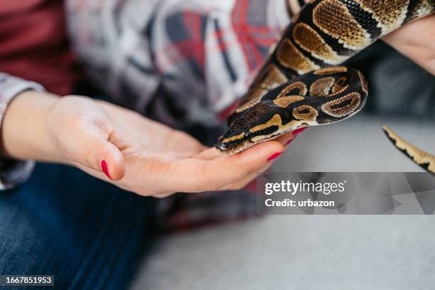 Python Pet Home 1,233 Pet Python Stock Photos, High-Res Pictures, and Images - Getty Images