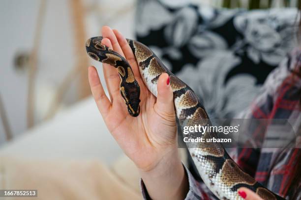 Petting Snake Photos and Premium High Res Pictures - Getty Images