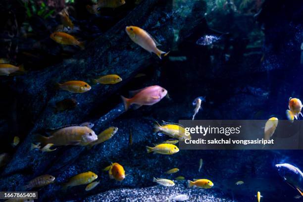 Fake Fish Group 1,533 Fake Fish Stock Photos, High-Res Pictures, and Images - Getty Images