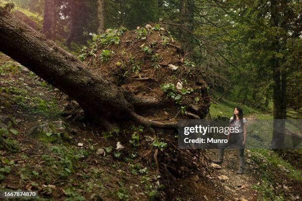 young woman looking at fallen tree - fallen tree stock pictures, royalty-free photos & images