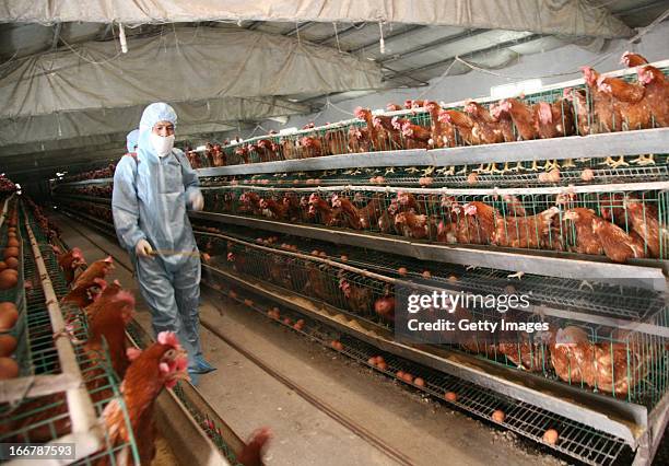 Health worker sprays disinfectant at a poultry farm on April 17, 2013 in Baofeng, China. China has reported 77 cases of H7N9 avian influenza,...