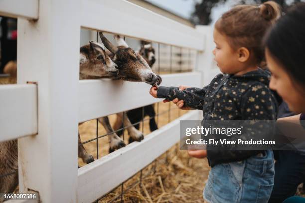 toddler girl feeds a goat at a petting zoo - hangout festival day 3 stockfoto's en -beelden