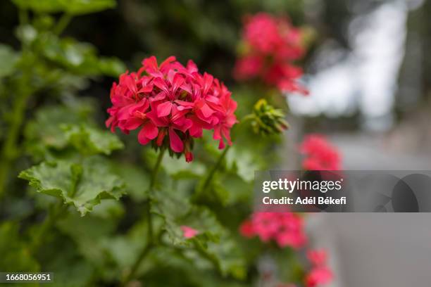 red geranium - peppermint geranium stock pictures, royalty-free photos & images