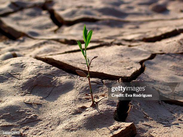 esperança - esperança stockfoto's en -beelden