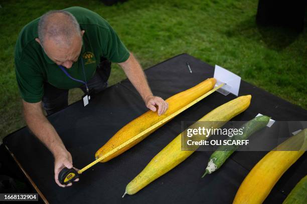 Member of show staff measures a large cucumber entered in the giant vegetable competition on the first day of the Harrogate Autumn Flower Show held...