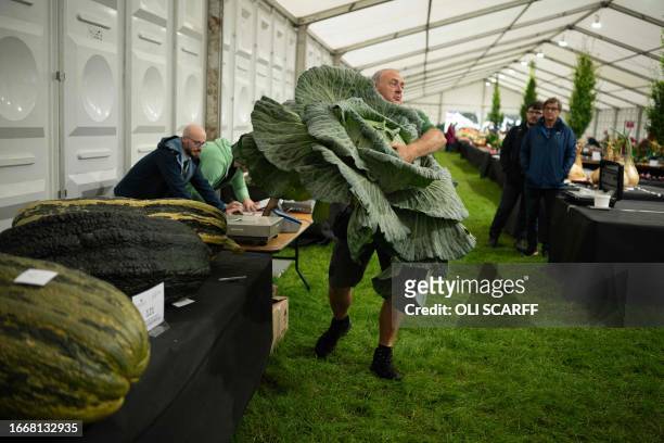 Member of show staff manoeuvres a huge cabbage to be weighed in the giant vegetable competition on the first day of the Harrogate Autumn Flower Show...