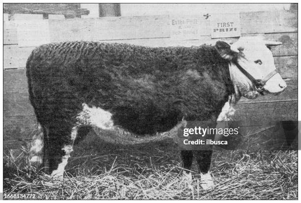 antique image from british magazine: prize cattle, hereford steer - english fete stock illustrations