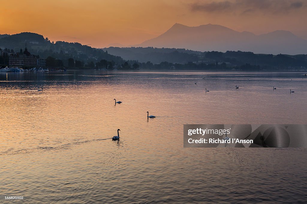 Swans on Lake Lucerne at sunrise
