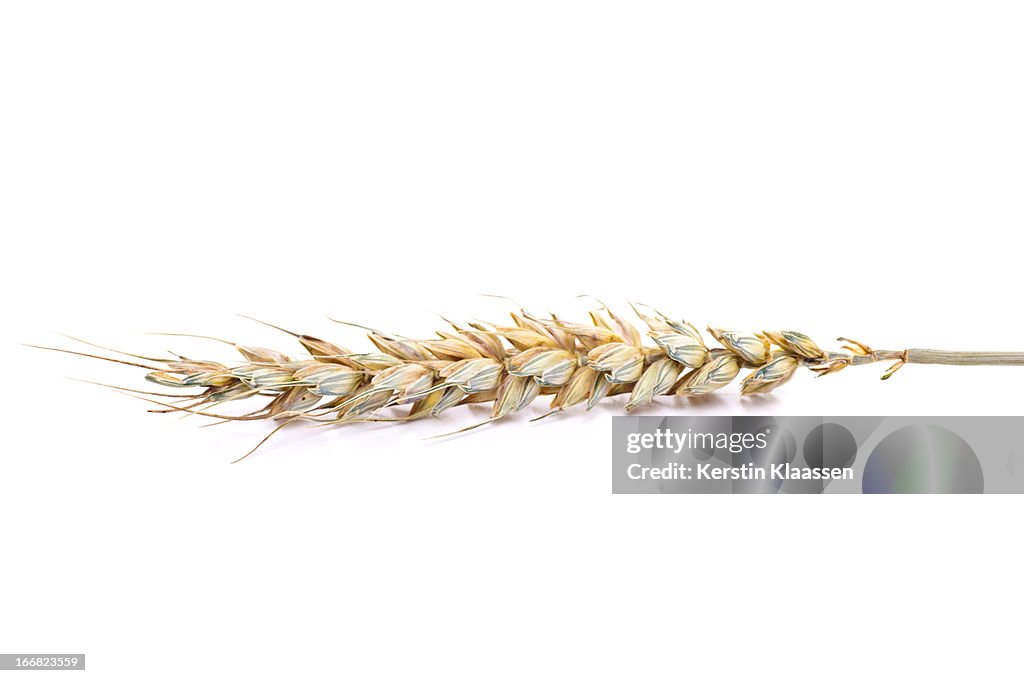 Ripe wheat ear isolated on white