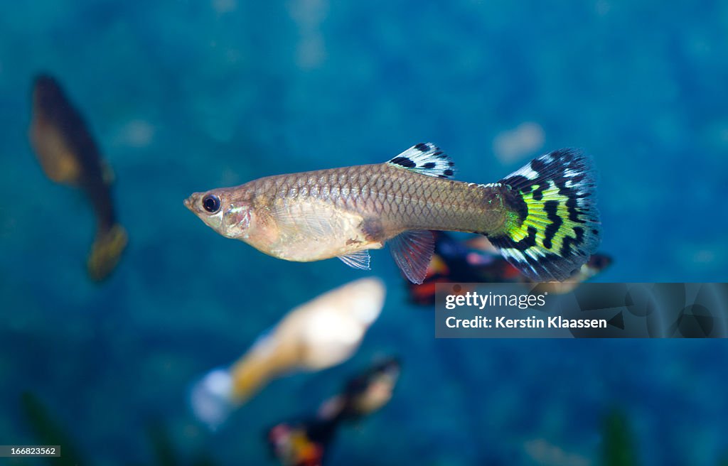 Female guppy