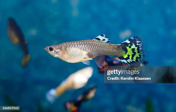 female guppy - guppy stock pictures, royalty-free photos & images