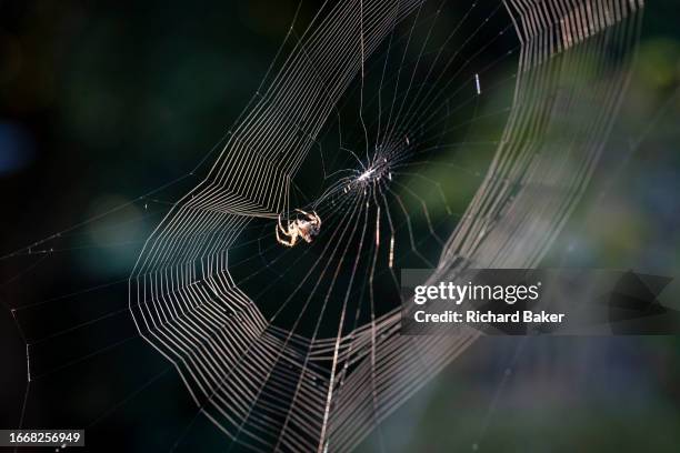 Common garden spider spins an circular orb web in the back garden of a south London home, on 15th September 2023, in London, England.