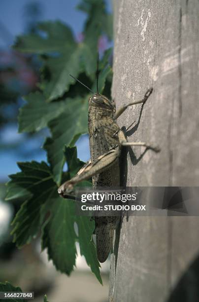 Italian Locust Photos and Premium High Res Pictures - Getty Images