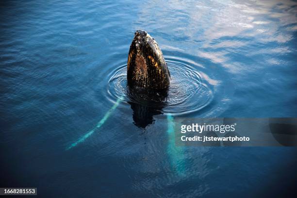 humpback spy hop - antarctic peninsula stock pictures, royalty-free photos & images