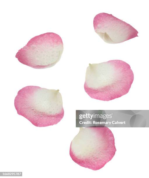 five fragrant white & pink rose petals with water drops falling. - rose petal stock pictures, royalty-free photos & images