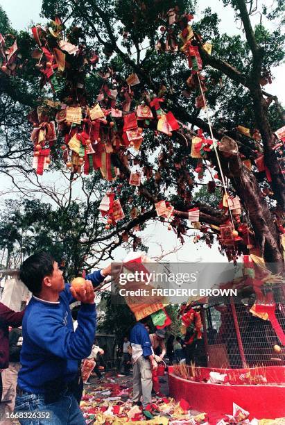 Man prepares to hurl an orange tied to a Lai See packet containing money and personal wishes for the Chinese Lunar New Year, onto the "Wishing Tree",...