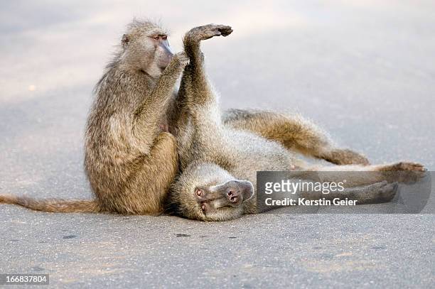 two chacma baboons (papio ursinus) grooming on a road. kruger national park, south africa. - tejer stock-fotos und bilder