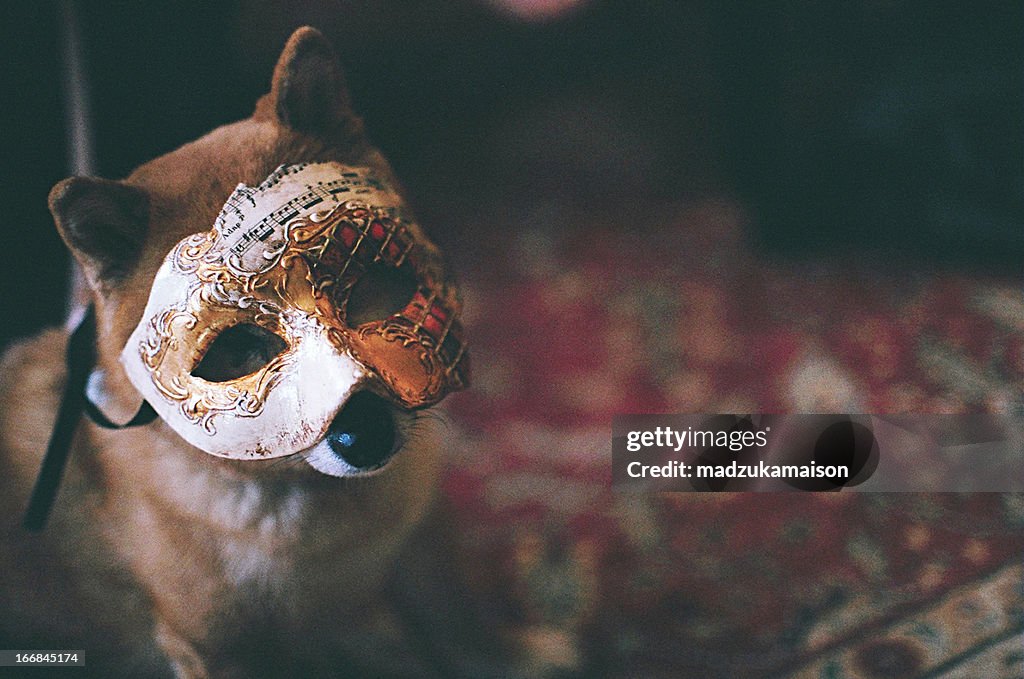 Shiba Inu wearing a mask