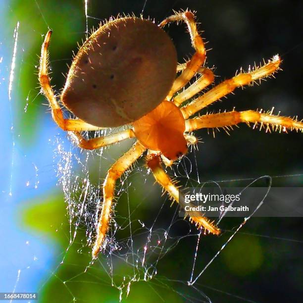 spider, sending a heart message in his web - 鋏角 ストックフォトと画像