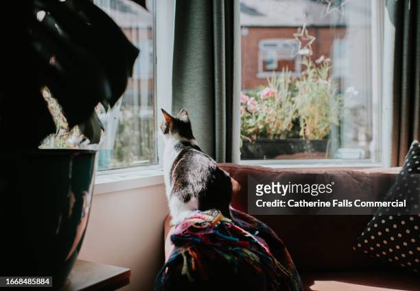 a cat sits on the arm of the chair and looks out a front window - pampered pets stock pictures, royalty-free photos & images