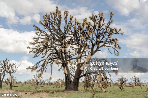 Charred Joshua trees burned by the York Fire in the Mojave National Preserve in San Bernardino County, California, US, on Thursday, Sept. 14, 2023....