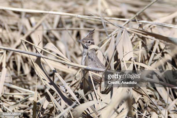 Crested lark is seen on Mount Ararat as birds start to migrate with the coming of cold weather in Igdir, Turkiye on August 15, 2023.