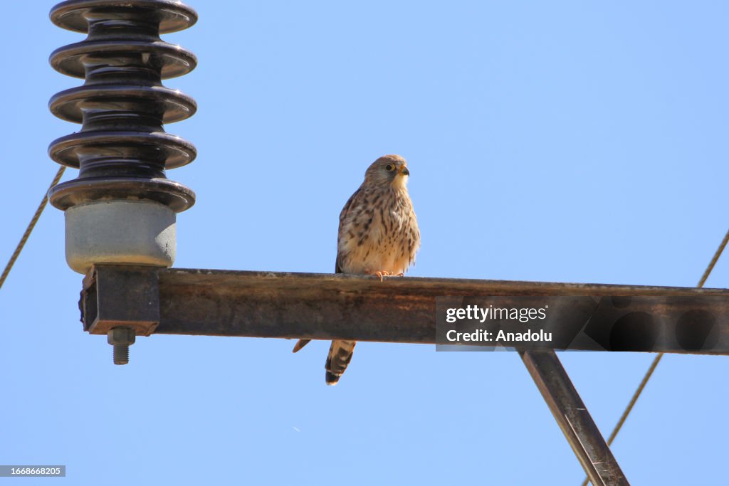 Journey of migratory birds with coming of cold weather in Turkiye's Igdir