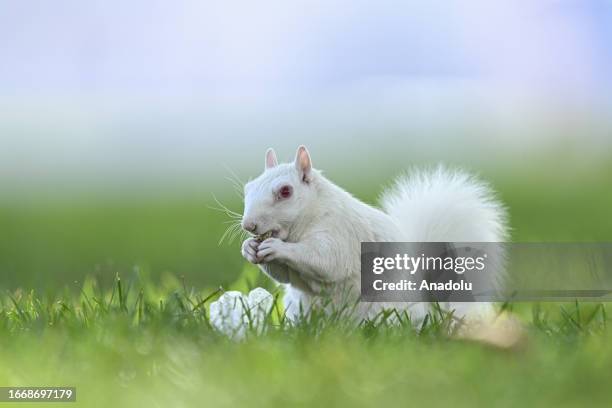 Albino squirrels, which are extremely rare in nature, are found in nature with their completely white fur at National Mall in Washington D.C., United...