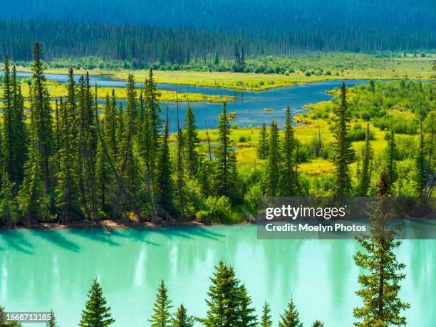 bow river - bow valley parkway - alberta - fluss bow river stock-fotos und bilder