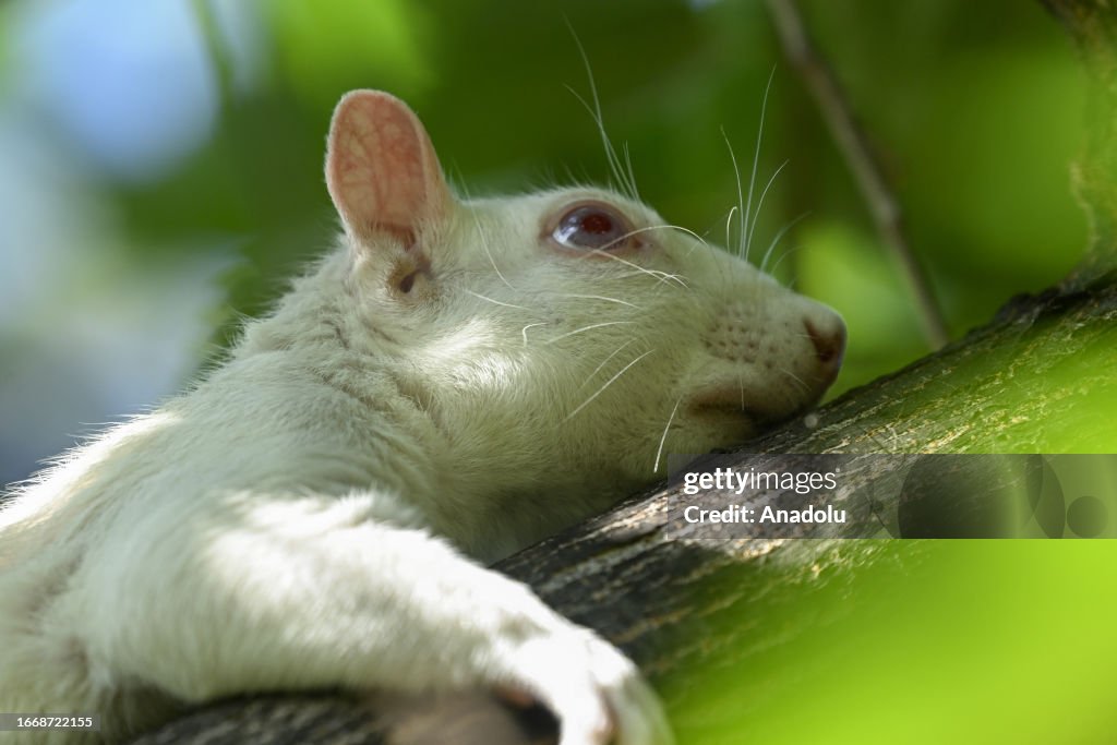 Albino squirrels, one of nature's rare creatures in Washington D.C.
