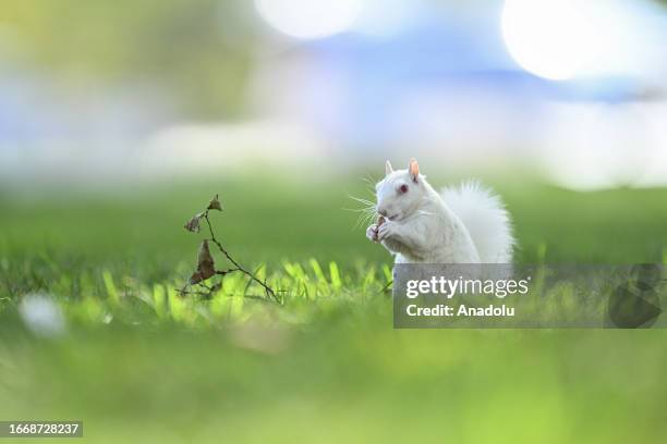 Albino squirrels, which are extremely rare in nature, are found in nature with their completely white fur at National Mall in Washington D.C., United...