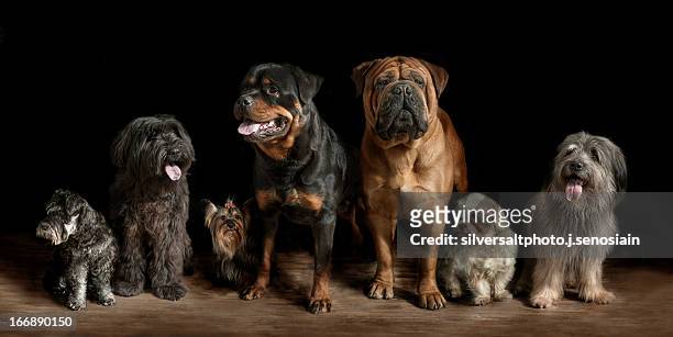 exposicion canina - purebred dog stock pictures, royalty-free photos & images
