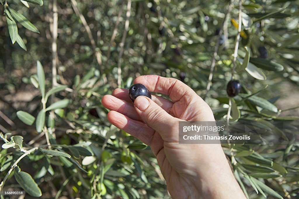 A woman collects olives from a tree