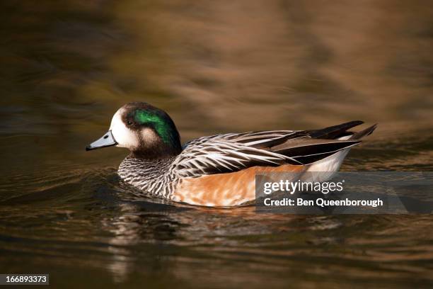 a chiloe wigeon - wigeon duck stock pictures, royalty-free photos & images